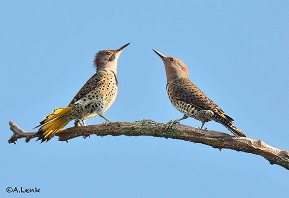 Northern Flickers by Alan Lenk